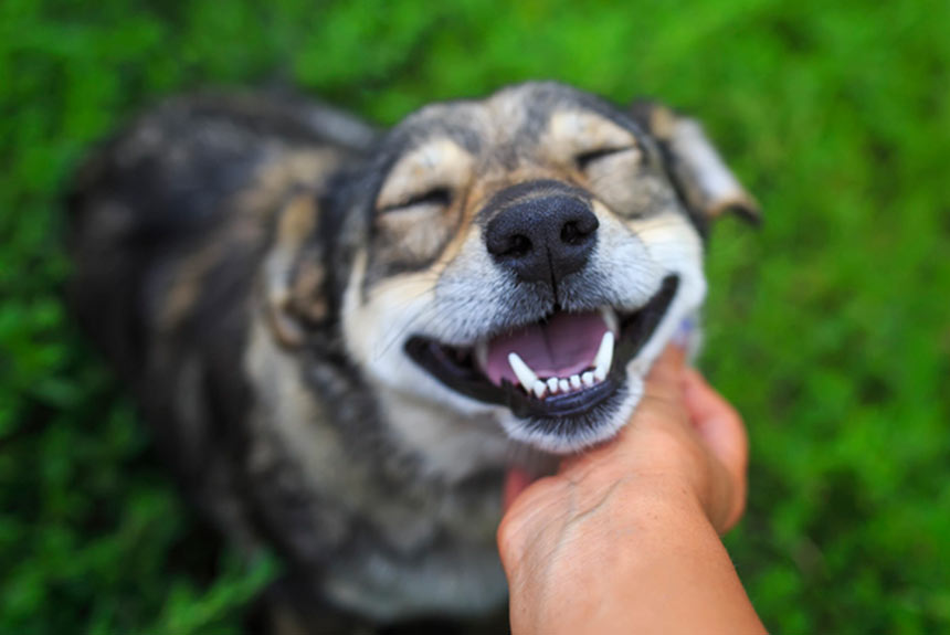 Geçici Bakımevlerinden Köpek Sahipleneceklerin Bilmesi Gerekenler görsel