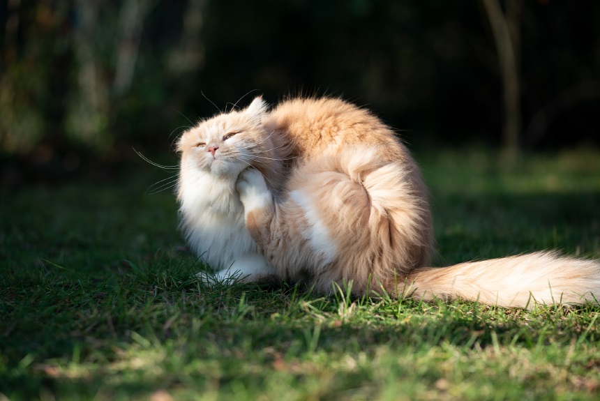 Kedi Anksiyetesi Nedir görseli