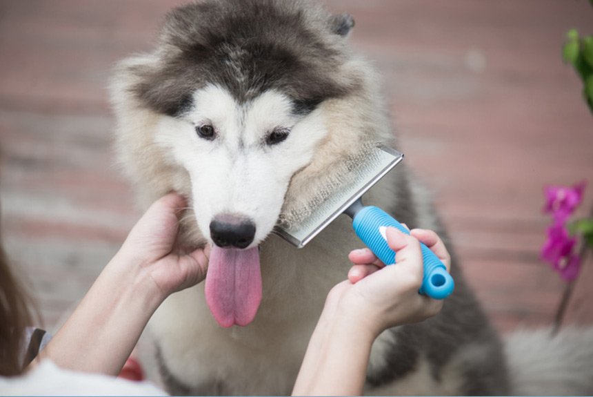 Köpek Bakımı Nasıl Olmalıdır görseli