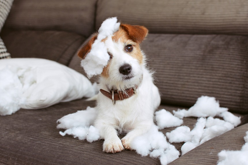 Köpekler Davranışlarıyla Bize Ne Anlatmak İstiyor görseli