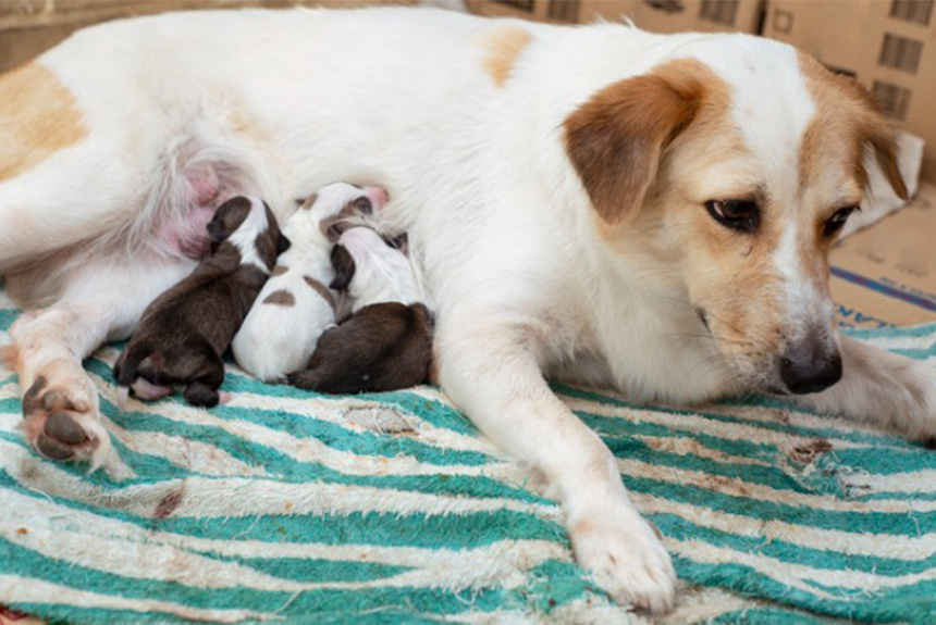 Köpeklerde Hamilelik görseli