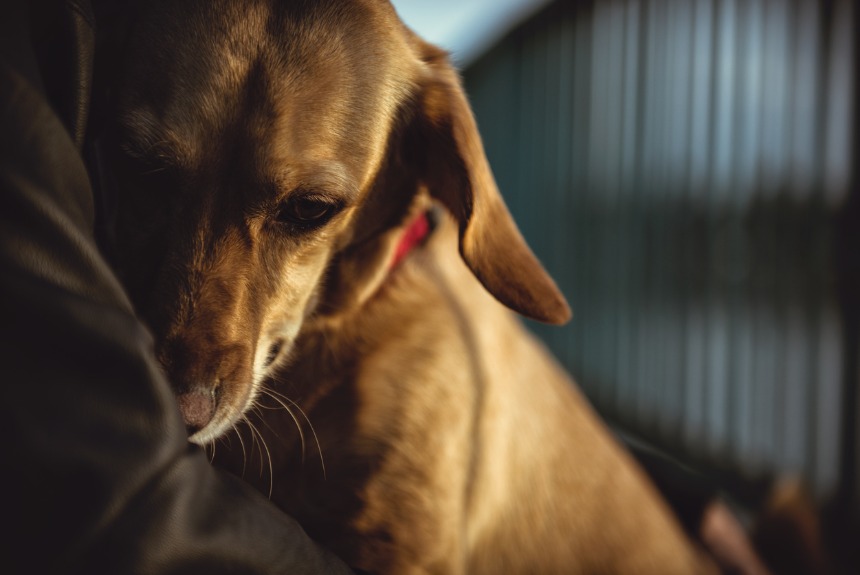 Köpeklerde Stres Belirtileri ve Azaltmanın Yolları görseli