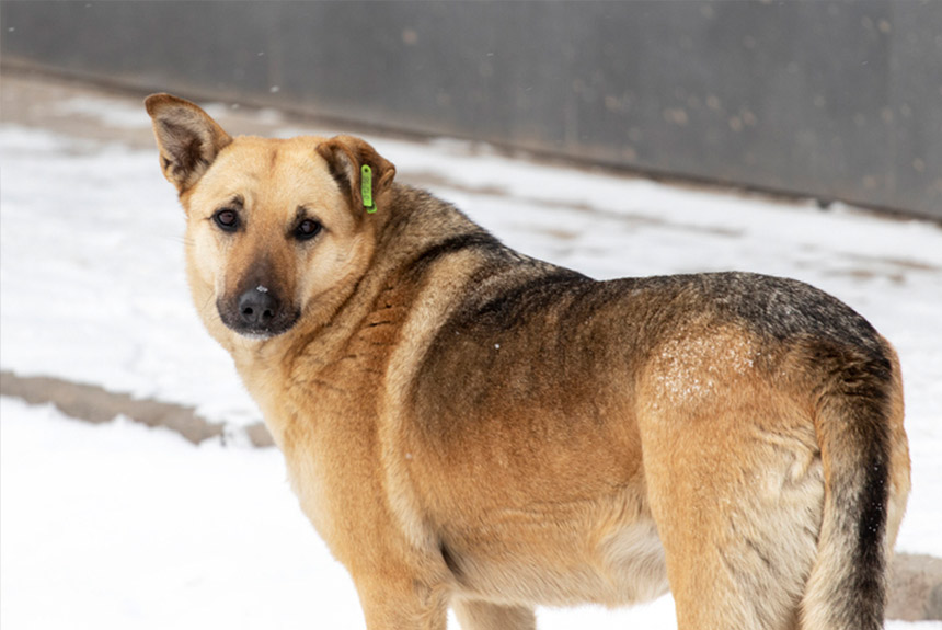 Köpeklere Kulak Küpesi Neden Takılır görseli