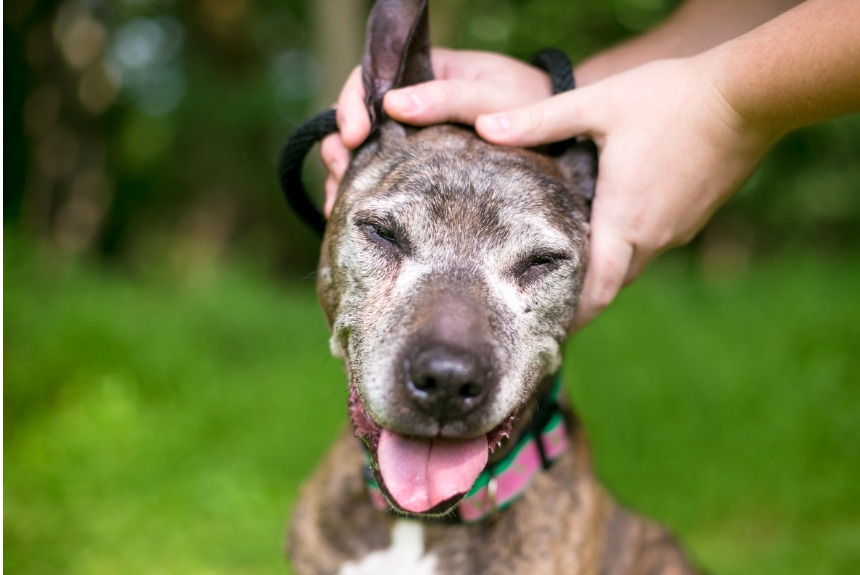 Köpekleri Mutlu Etmenin Yolları Nelerdir görseli