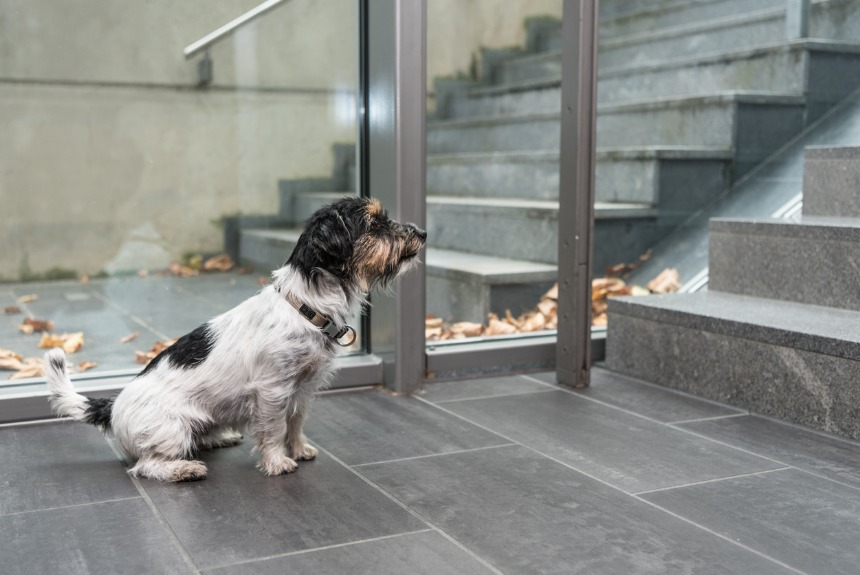 Köpeklerin En Çok Korktuğu 5 Şey görseli