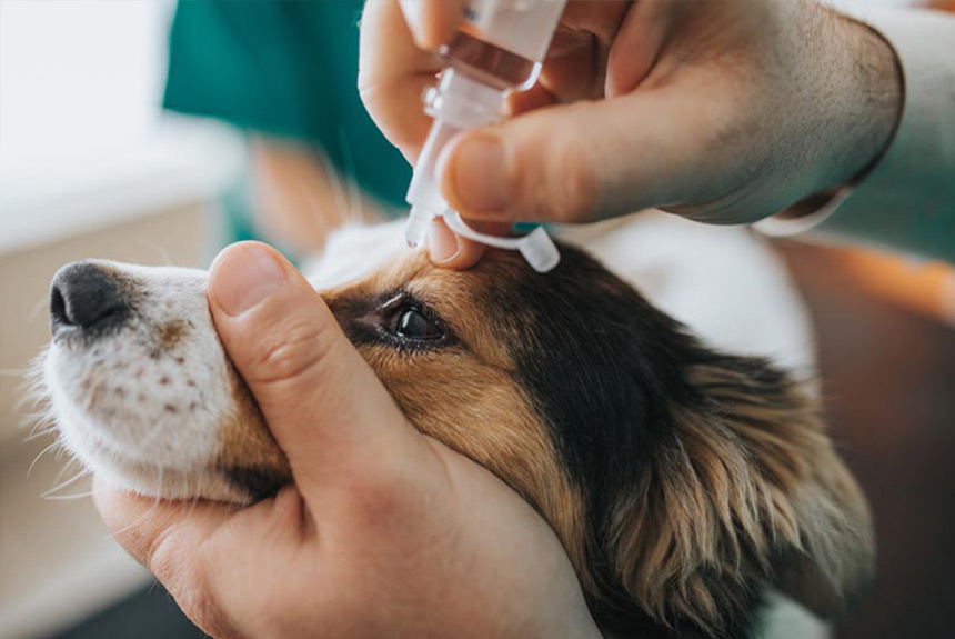 Köpeklerin Hasta Olduğunu Nasıl Anlarız görseli