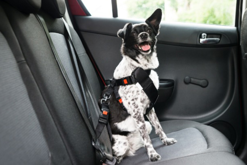 Köpeklerle Araba Yolculuğu Yapmadan Önce Bilmeniz Gerekenler görseli
