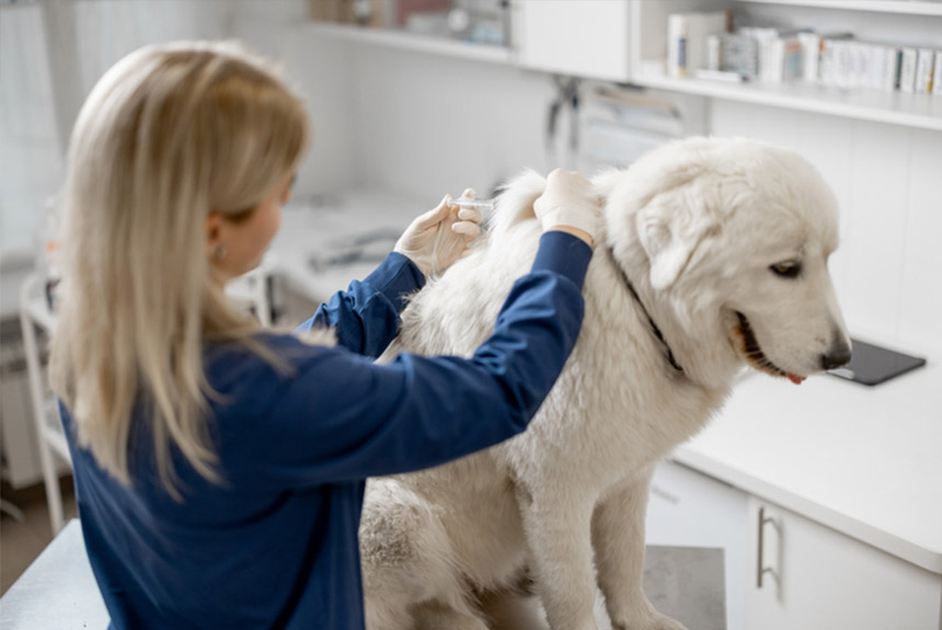 Sokak Köpekleri Hangi Aşıları Olur görseli