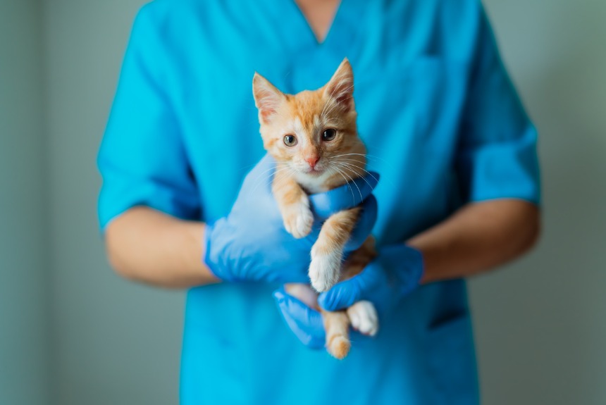 Yavru Kedi Bakımı Hakkında Neler Biliyorsunuz görseli