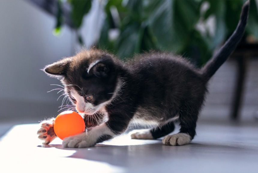 Yavru Kedi Bakımı Konusunda Dikkat Edilmesi Gerekenler görseli