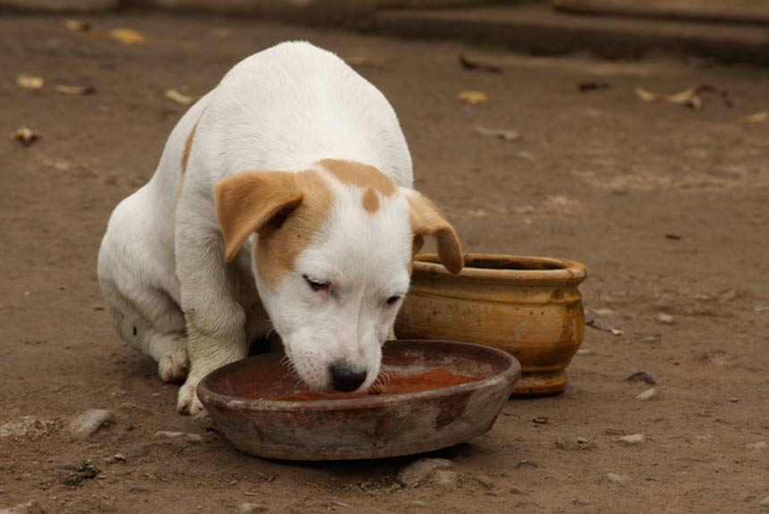 Yavru Köpek Bakımı Nasıl Olmalıdır görsel